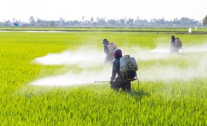 People spraying pesticides in rice fields.